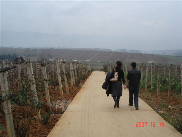 yunnan-red-wine-vineyard.jpg