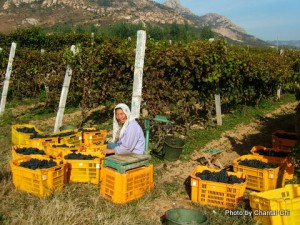 grape-wall-of-china-chantal-china-terroir-in-china-article-17