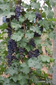 Grape Wall of China High Yields in Vineyards