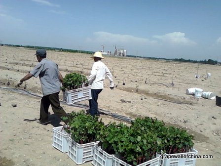 planting vines at a new operation in ningxia