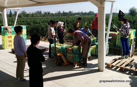 kanaan winery visit for ningxia winemakers challenge