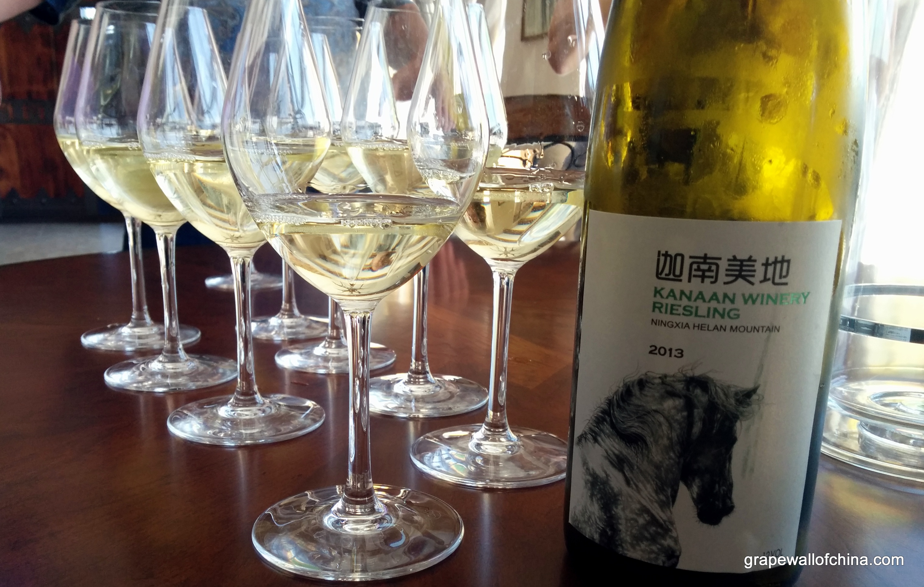 ningxia winemakers challenge visit wang fang at kanaan for riesling harvest (3)