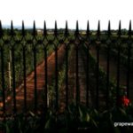 China vineyard