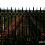 Grace Vineyard Shanxi Judy Chan 20 years